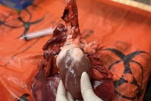 İSTANBUL SAĞLIK VE SOSYAL BİLİMLER MESLEK YÜKSEKOKULU 